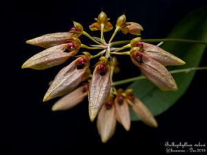 Bulbophyllum weberi