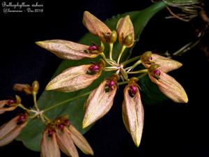 Bulbophyllum weberi