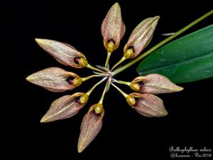 Bulbophyllum weberi