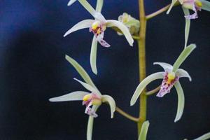 Cymbidium aliciae