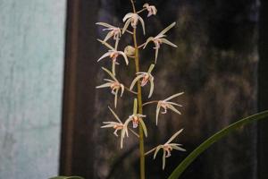 Cymbidium aliciae