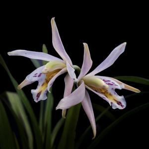 Cymbidium roseum