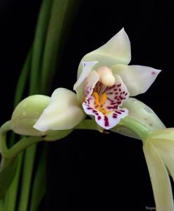 Cymbidium sanderae