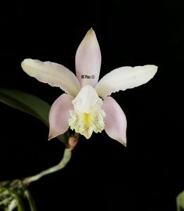 Cattleya kerrii