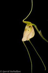 Masdevallia citrinella