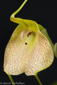 Masdevallia citrinella