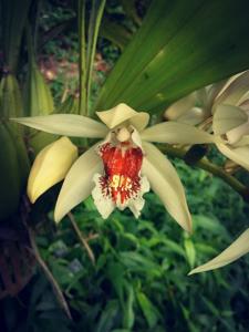 Coelogyne asperata