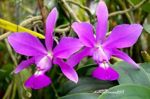 Cattleya walkeriana