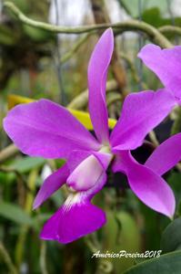 Cattleya walkeriana