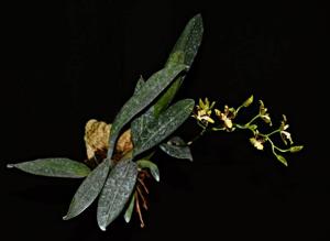 Oncidium maculatum