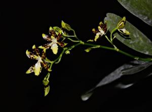 Oncidium maculatum