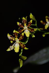 Oncidium maculatum