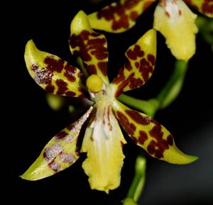 Oncidium maculatum