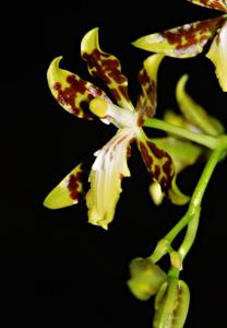 Oncidium maculatum