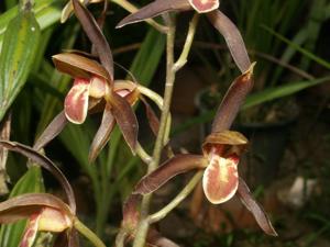 Cymbidium sinense
