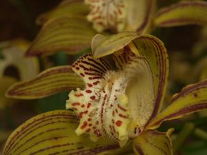 Cymbidium tracyanum