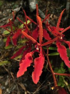 Renanthera coccinea