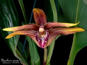 Maxillaria striata