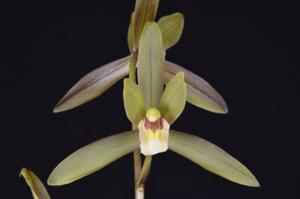 Cymbidium tortisepalum