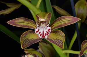 Cymbidium tracyanum