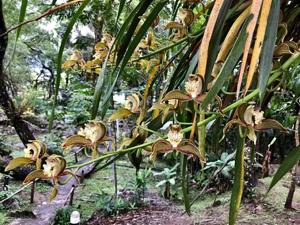 Cymbidium tracyanum