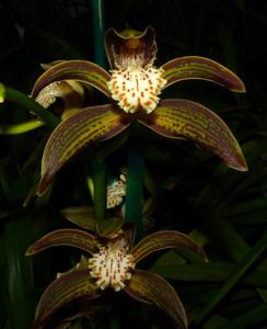 Cymbidium tracyanum