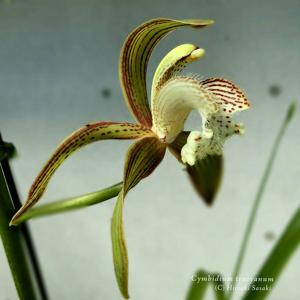 Cymbidium tracyanum