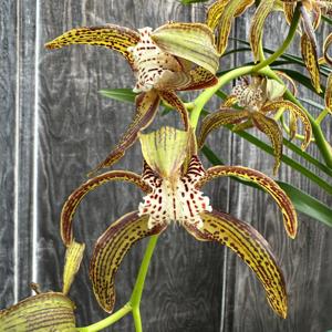 Cymbidium tracyanum