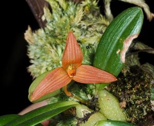 Bulbophyllum cernuum