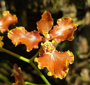 Gomesa forbesii