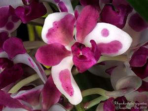 Rhynchostylis gigantea