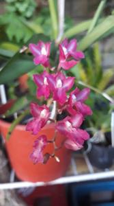 Rodriguezia lanceolata