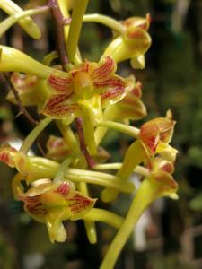 Dendrobium panduriferum