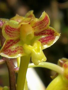 Dendrobium panduriferum