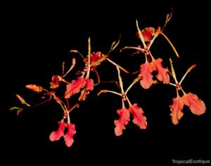 Renanthera vietnamensis