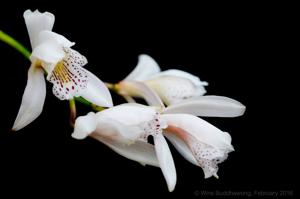 Cymbidium wenshanense