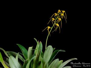 Masdevallia lehmannii