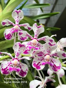 Vanda luzonica