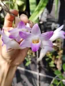 Dendrobium fairchildiae
