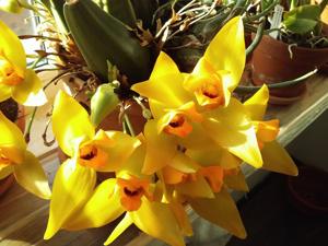 Lycaste cruenta