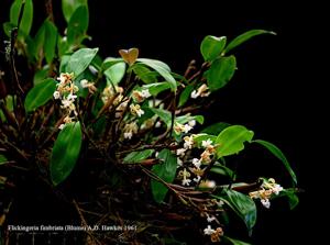 Dendrobium plicatile