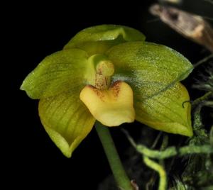 Bulbophyllum pileatum