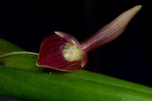 Pleurothallis ruberrima