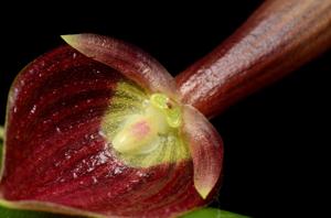 Pleurothallis ruberrima