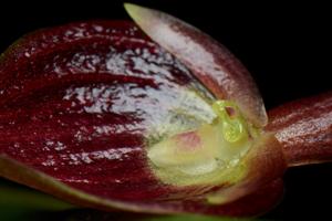 Pleurothallis ruberrima