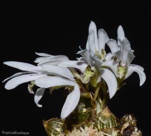 Dendrobium laterale