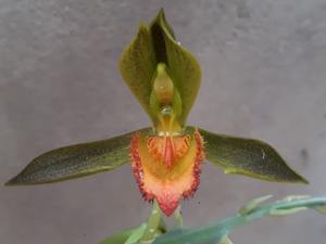 Catasetum osakadianum