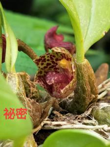 Bulbophyllum griffithii