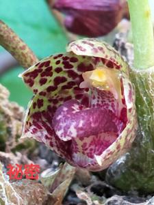 Bulbophyllum griffithii
