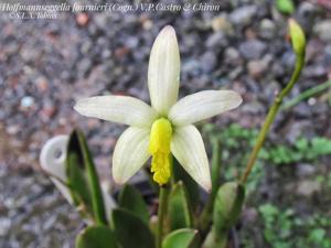 Cattleya fournieri